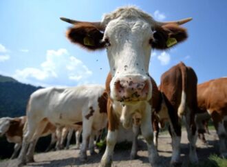 Coldiretti: “Mucche stressate dal caldo, – 10% di latte prodotto”
