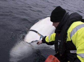 Islanda, stop alla caccia alle balene mentre la domanda diminuisce