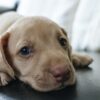 Frattaminore (NA): l’Amministrazione porta avanti l’iniziativa “Adotta un cane”