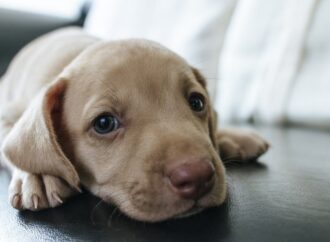 Frattaminore (NA): l’Amministrazione porta avanti l’iniziativa “Adotta un cane”