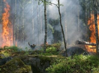 Incendi boschivi, la Commissione europea lancia l’allarme: crescita record nel 2018 e l’Italia è al primo posto