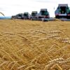 L’Ue vuole far arrivare il grano dall’Ucraina per percorsi alternativi