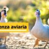 Olanda, 300.000 polli abbattuti a Heythuysen per l’influenza aviaria