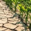 Siccità: danni all’agricoltura, 2022 anno più caldo