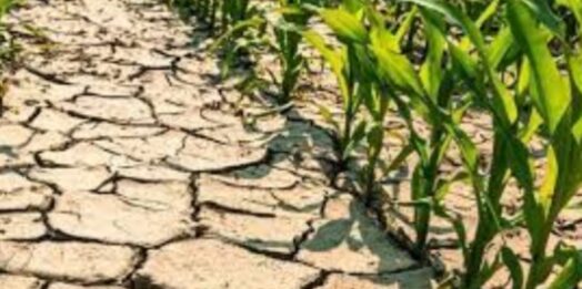 Siccità: danni all’agricoltura, 2022 anno più caldo