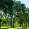 Usa: 1 miliardo di alberi per mitigare il cambiamento climatico