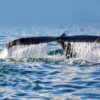 Nuova Zelanda, si arena esemplare di balena più rara al mondo