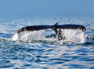 Nuova Zelanda, si arena esemplare di balena più rara al mondo