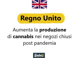 Gb, aumenta la produzione di cannabis nei negozi chiusi post pandemia