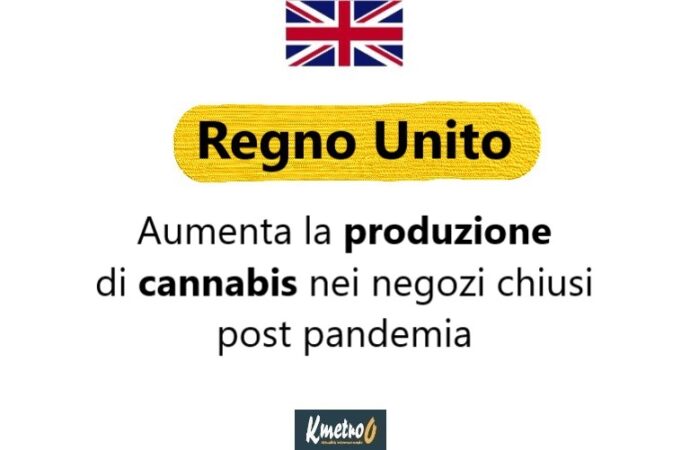 Gb, aumenta la produzione di cannabis nei negozi chiusi post pandemia