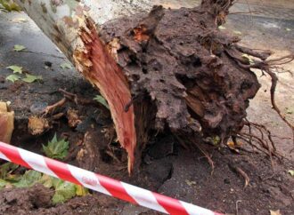 Roma, albero cade su auto in via Aurelia: traffico in tilt