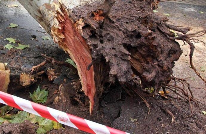 Roma, albero cade su auto in via Aurelia: traffico in tilt